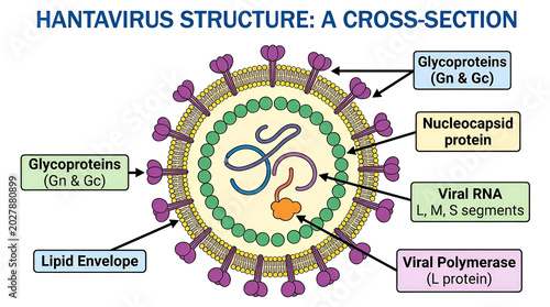 The hantavirus structure diagram shows a detailed cross-section of the virus.