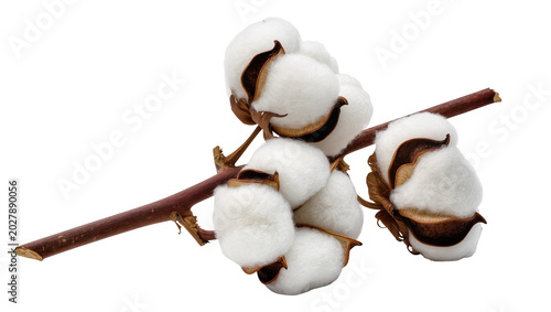 Foto Fluffy white cotton bolls on a brown branch, isolated on transparent background