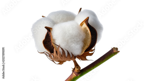 Foto Fluffy white cotton boll with brown seed pods, isolated on transparent backgroun