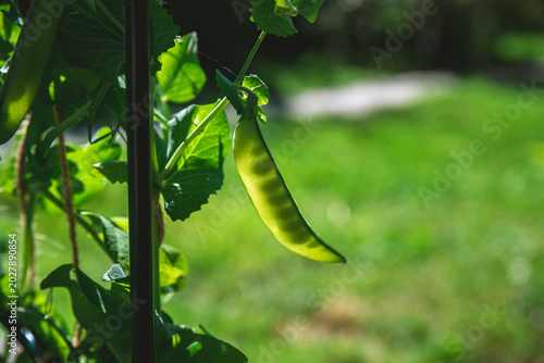 Quadro su tela Ripe pea pod hanging from its vine, illuminated by sunlight in a vibrant garden,