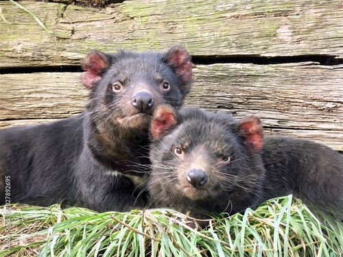 Plakat Tasmanian Devil pair