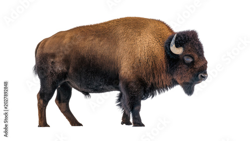 Bilde på lerret Majestic brown bison with shaggy fur horns and beard, isolated on transparent ba