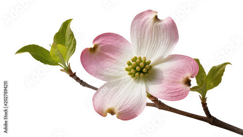 Bild auf Leinwand Pink and white dogwood flower with green leaves, isolated on transparent backgro