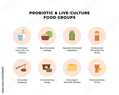 Probiotic and live-culture food groups infographic. Flat vector illustration of fermented dairy, cabbage, vegetables, soy, tea and grain drinks isolated on white. Healthy gut nutrition guide.
