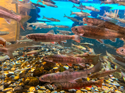 Schilderij op canvas Pacific salmon juvenile fish school in Vancouver Aquarium tank