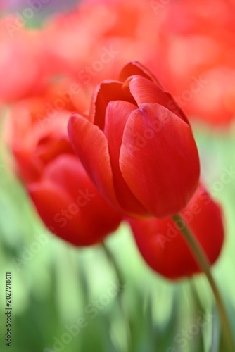 Close-up of vibrant red tulips in soft natural light, with a blurred background highlighting fresh spring blooms and delicate petal textures.