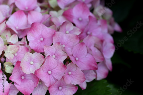 Close-up of soft pink hydrangea blossoms in full bloom, captured in natural light, highlighting delicate petals.