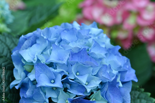 Close-up of vibrant blue hydrangea blossoms in full bloom, captured in natural light, highlighting delicate petals and lush garden foliage.