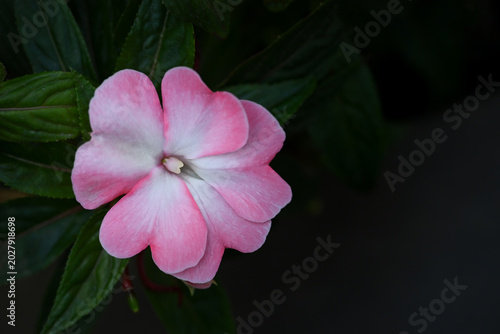 A detailed close-up of a soft pink Impatiens flower in full bloom, surrounded by its dark green leaves and a dark background.