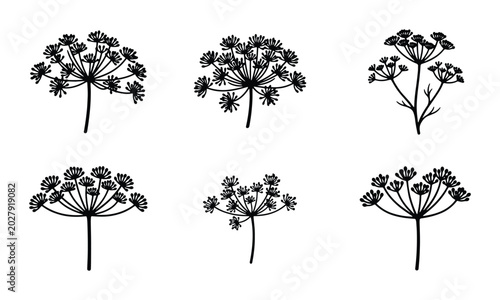 Cuadro en lienzo Dill Flower Vector Set, Umbel Herb Illustrations, Botanical Line Art, Culinary P