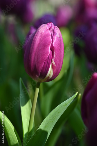 Close-up of a vibrant purple tulip in soft natural light, with gentle bokeh background highlighting fresh spring blooms and delicate petal textures.