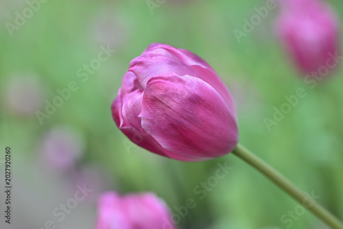 Close-up of a vibrant pink tulip in soft natural light, with gentle bokeh background highlighting fresh spring blooms and delicate petal textures.