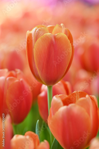 Close-up of vibrant orange tulips in soft natural light, with gentle bokeh background highlighting fresh spring blooms and delicate petal textures.