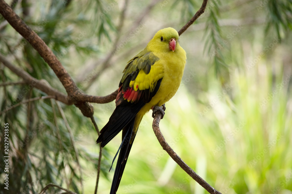 Obraz premium The male Regent Parrot has a general yellow appearance with the tail and outer edges of the wings being dark blue-black