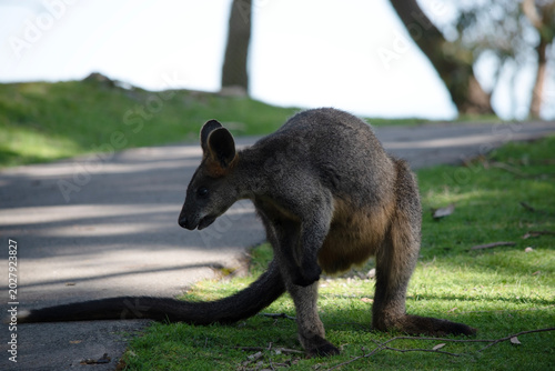 Cuadro en lienzo The swamp wallaby has dark brown fur, often with lighter rusty patches on the belly, chest and base of the ears