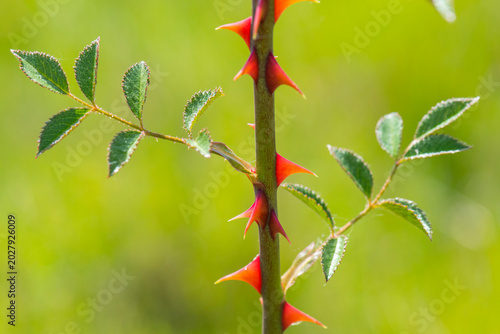 Photography Rosehip rose stem showing sharp thorns and green leaves