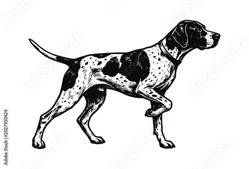 Vintage Hunting Pointer Dog Vector Illustration