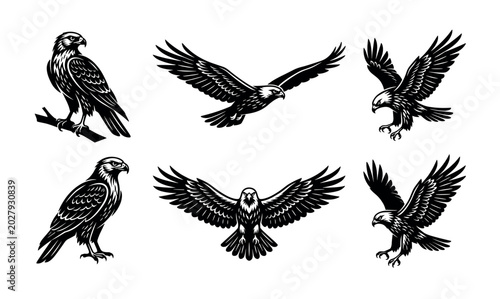Falcon and Eagle Silhouettes Set – Perching, Front Spread Wings, Flying, Soaring & Landing Poses Vector