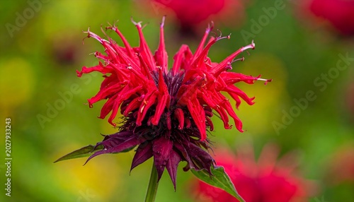 Vibrant red bee balm flower in full bloom with dew drops in natural sunlight