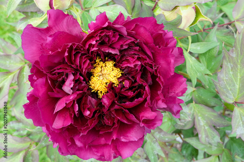 Obraz premium Beautiful purple peony flower in the garden. Close up.