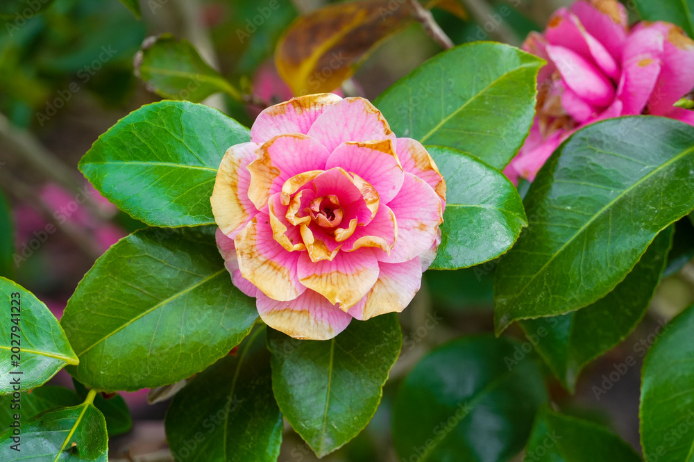 Fototapeta premium Camellia flower blooming in the garden, stock photo. Flowers close-up.