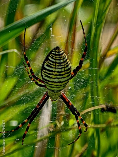 Foto spider on web