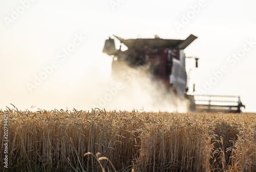 Bild auf Leinwand Combine Harvester Working in Golden Wheat Field at Sunset