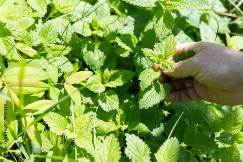 Quadro su tela Hand harvesting fresh lemon balm leaves in sunny garden with green foliage and natural outdoor summer background
