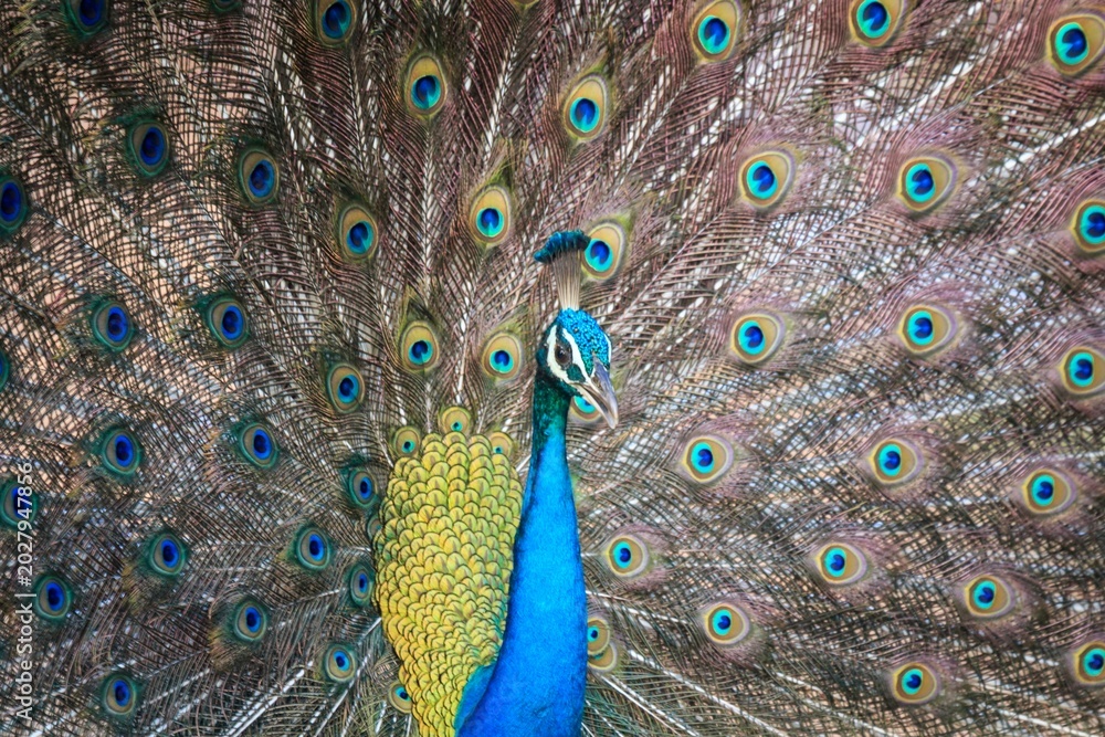 Obraz premium Indian Peafowl Displaying Vibrant Feathers in Sri Lanka National Park