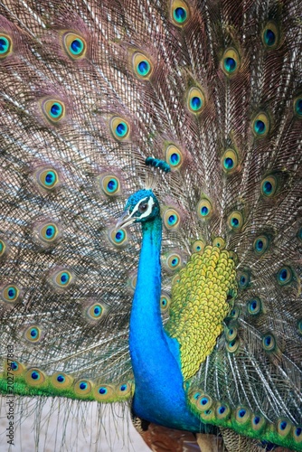 Indian Peafowl Displaying Vibrant Feathers in Sri Lanka National Park