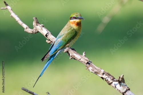 Blue-Tailed Bee-Eater Perched on a Bare Tree Branch in Sri Lanka