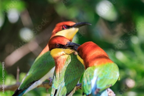 Chestnut-Headed Bee-Eaters Perched Together on a Branch in Sri Lanka
