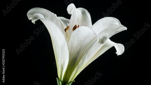 close up of white lily