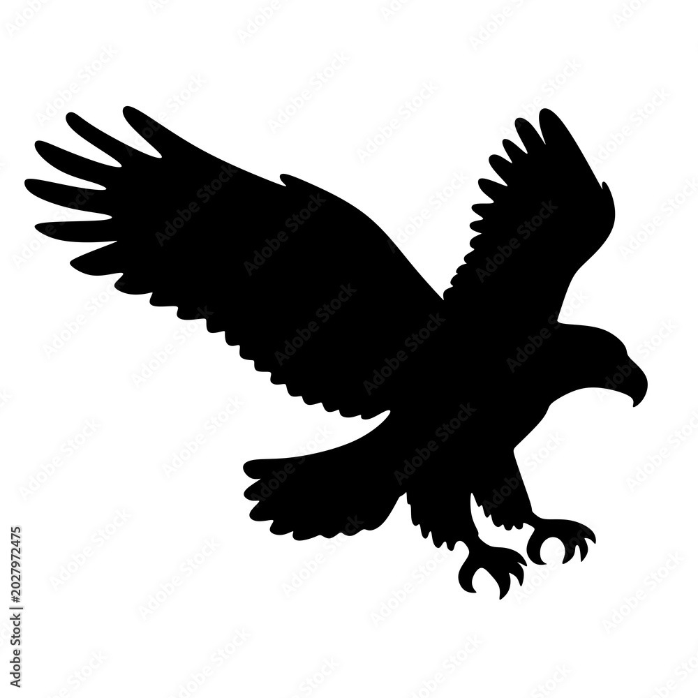 Fototapeta premium silhouette of a hunting eagle
