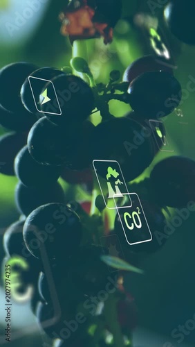 Vertical video: Light shifting over grape bunch icons emerging sliding rotating showing eco impact