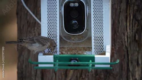 Finch on a Feeder