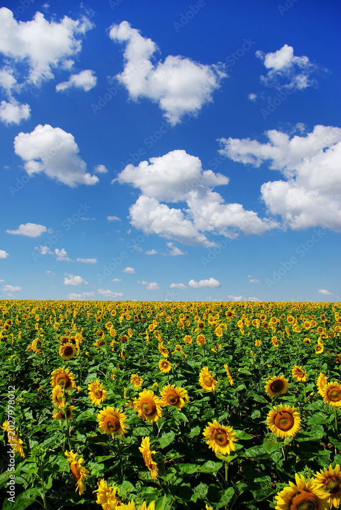 Fototapeta premium Sunflower field with cloudy blue sky