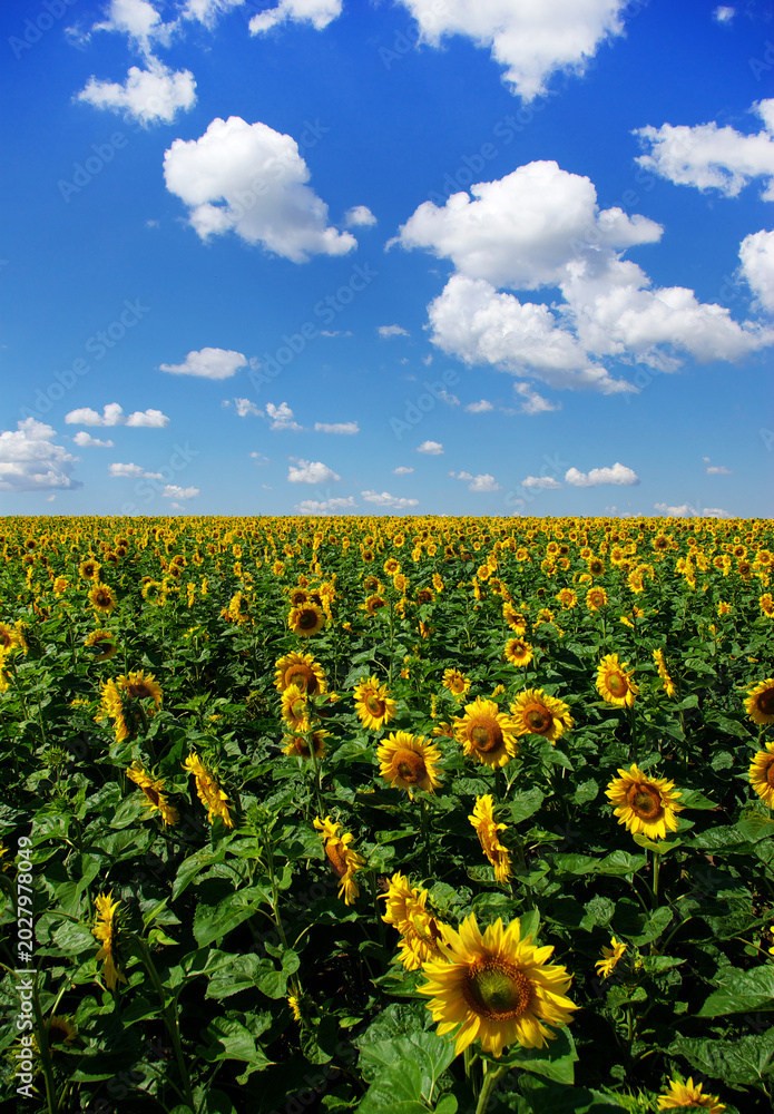 Fototapeta premium Sunflower field with cloudy blue sky