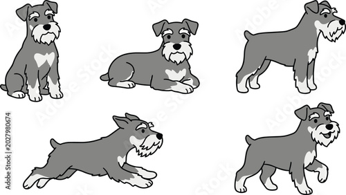 Obraz na płótnie Miniature schnauzer dog vector illustration set sitting lying standing running w