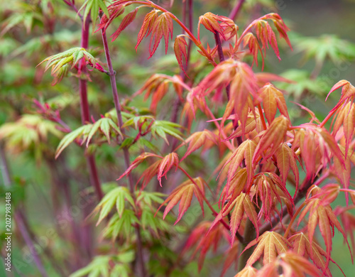 closeup on red japanese maple leaf of katzura tree and purple branches of san...