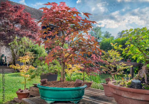 japanese maple bonsai tree in blue ceramic pot placed on wooden  table in gar...