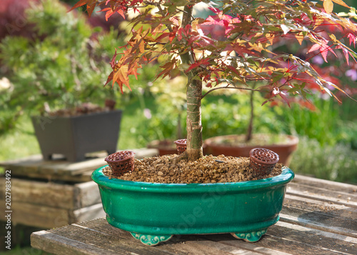 closeup on japan maple bonsai tree in blue ceramic pot with fertilizer basket...