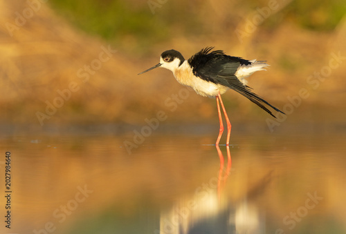 Black-winged stilt flapping wings at sunset with golden reflections in wetland habitat.