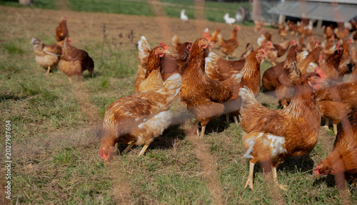 Schilderij op canvas Free-range chickens walking and grazing on a green meadow on an organic farm producing natural bio eggs