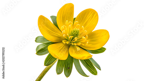 Tableau sur toile A bright yellow blooming buttercup wildflower blossom winter aconite eranthis hy