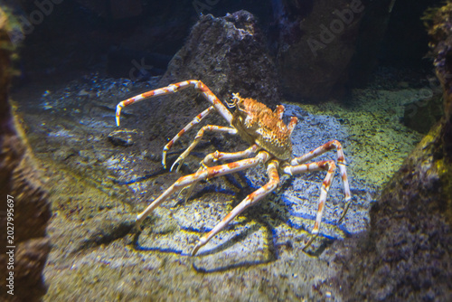 Japanese spider crab standing on rocks inside aquarium tank, eye-level close up shot.