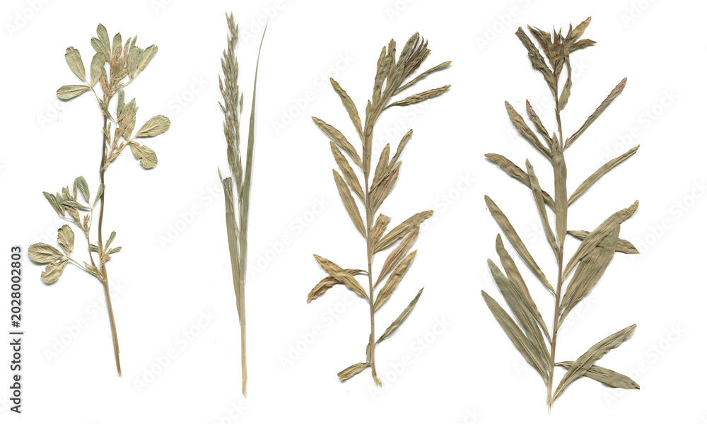 Fototapeta premium A collection of dried wild herbs. Herbarium