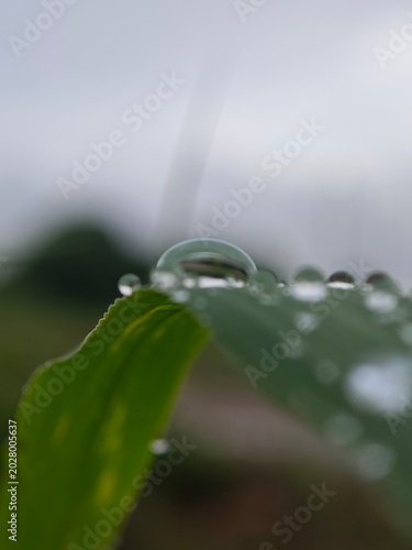 Quadro su tela Morning Dew on Green Leaves