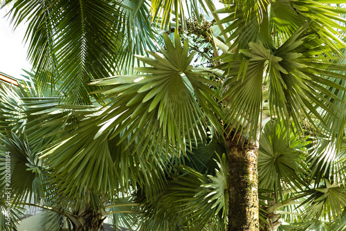 Exotic Fan Palm Tree with Texturized Trunk in Tropical Jungle
