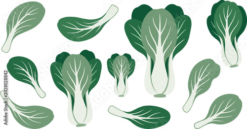 Bild auf Leinwand PrintFresh Bok Choy and Chinese Cabbage Vegetable Icon Set with Whole Heads and